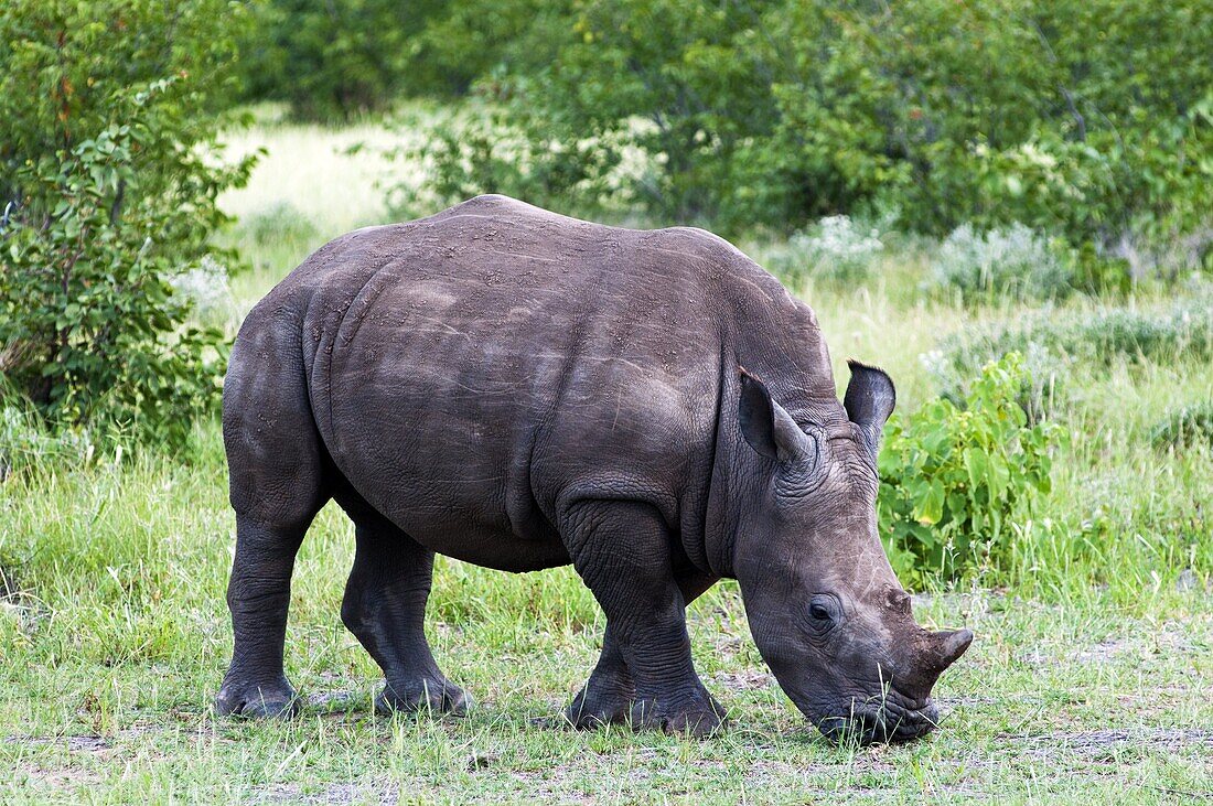 White rhinoceros (Ceratotherium simum), Namibia, Africa