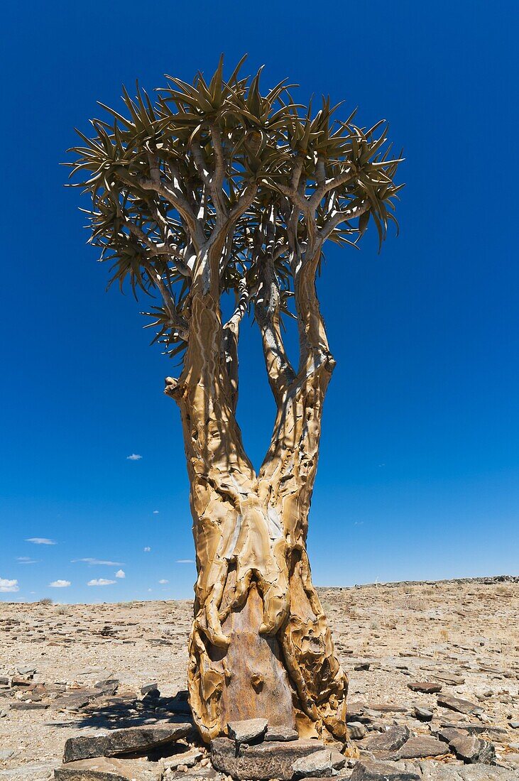 The Quivertree (Kokerboom tree) (Aloe dichotoma), Namib desert, Namibia, Africa