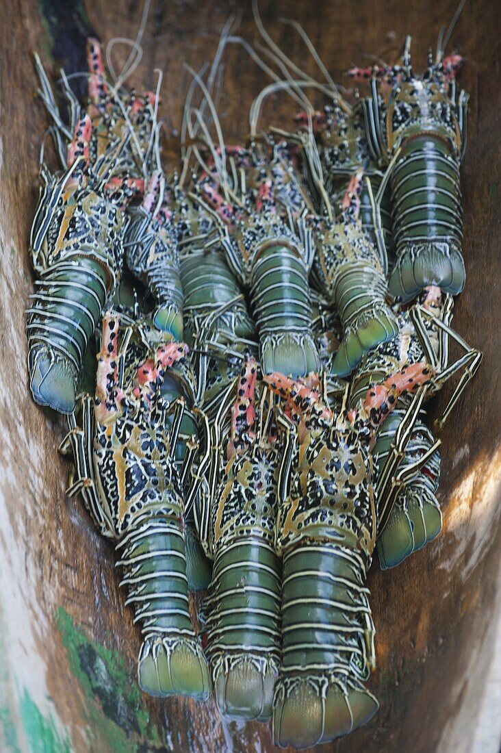 Fresh lobster catch in the Marovo Lagoon, Solomon Islands, Pacific
