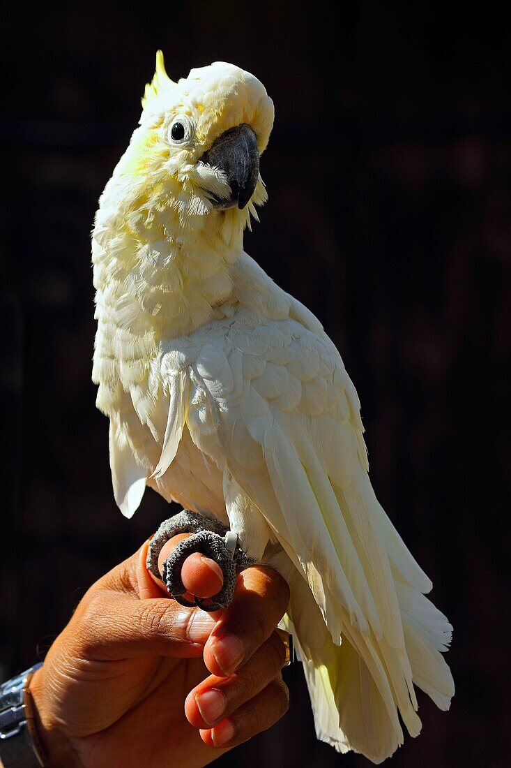 Yellow-crested cockatoo (Cacatua sulphurea), a medium-sized cockatoo with white plumage and a retractile yellow crest, in captivity in the United Kingdom, Europe