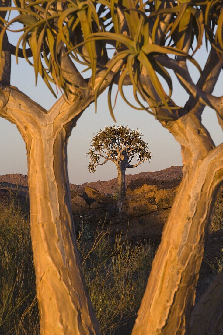 Quiver trees (kokerboom) (Aloe dichotoma), Augrabies Falls National Park, Northern Cape, South Africa, Africa