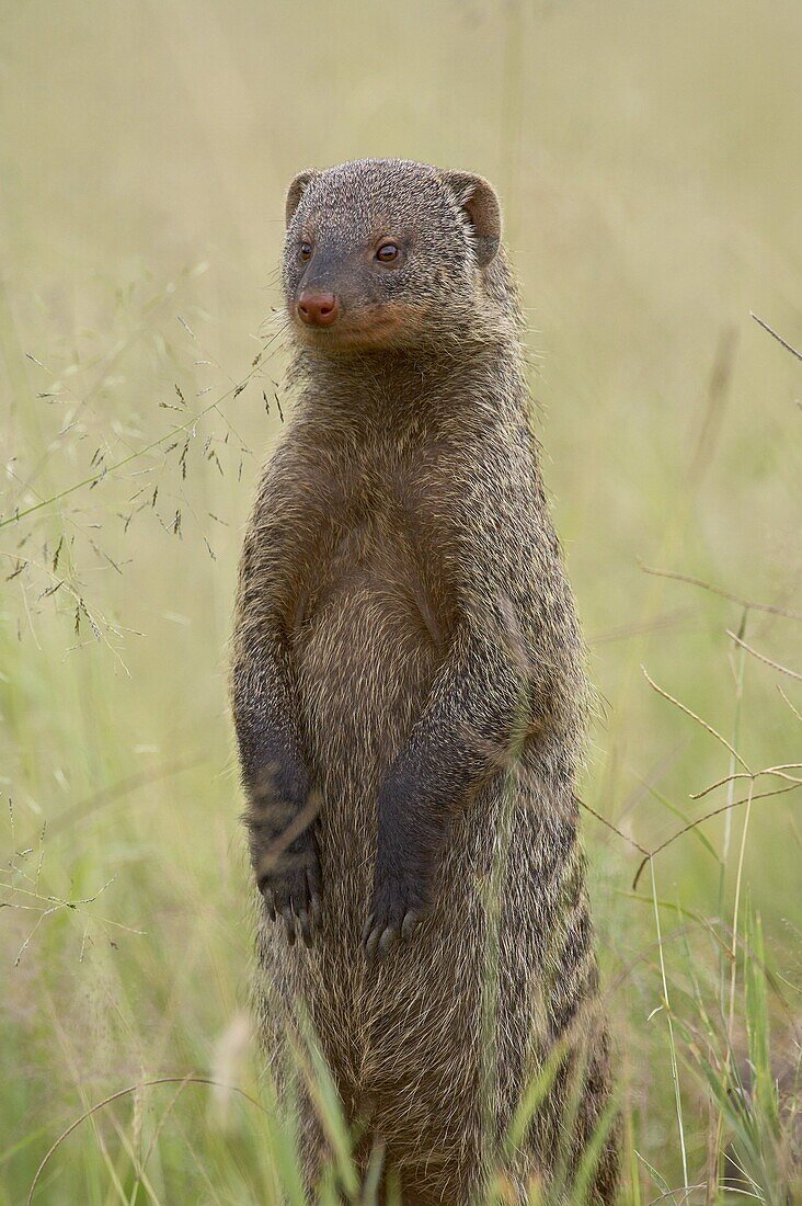 Banded mongoose (Mungos mungo), Serengeti National Park, Tanzania, East Africa, Africa