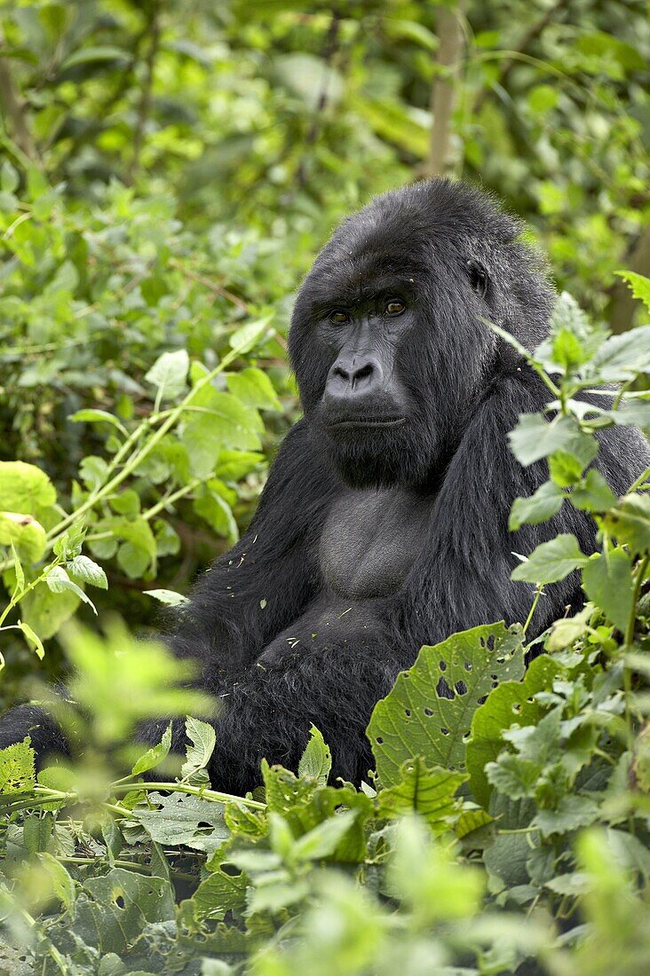 Silverback mountain gorilla (Gorilla gorilla beringei), Shinda Group, Volcanos National Park, Rwanda, Africa