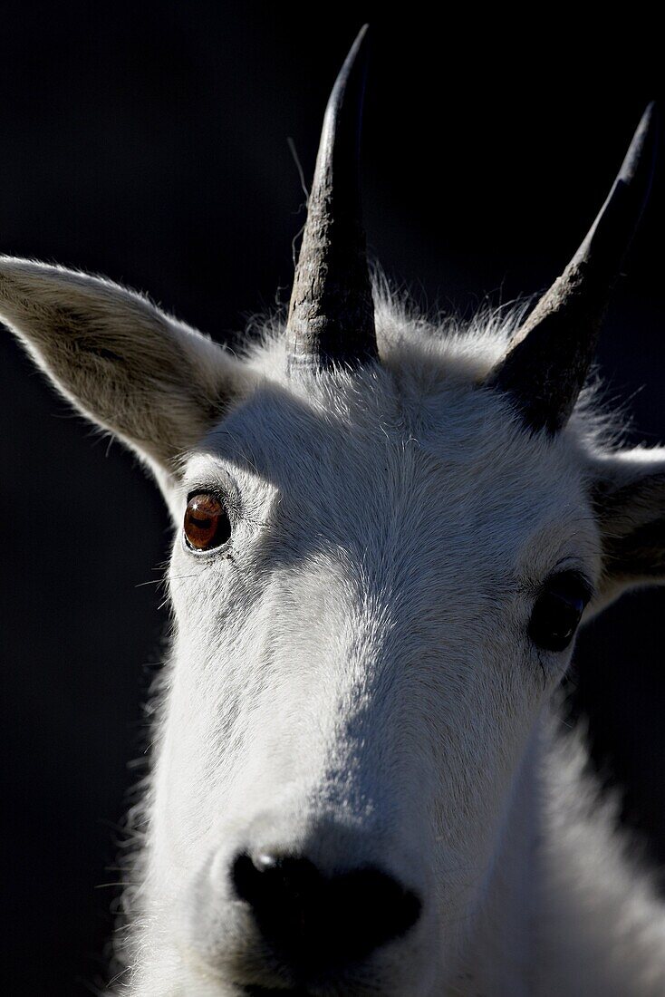 Mountain goat (Oreamnos americanus), Mount Evans, Colorado, United States of America, North America