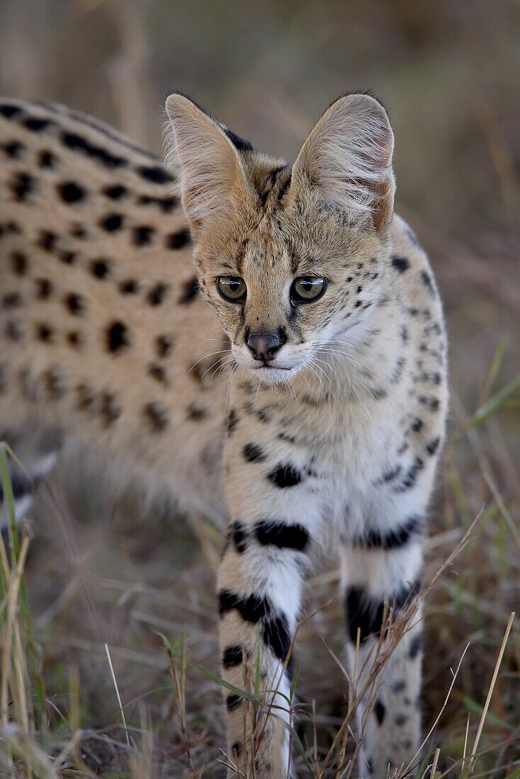 Serval (Felis serval), Masai Mara National Reserve, Kenya, East Africa, Africa