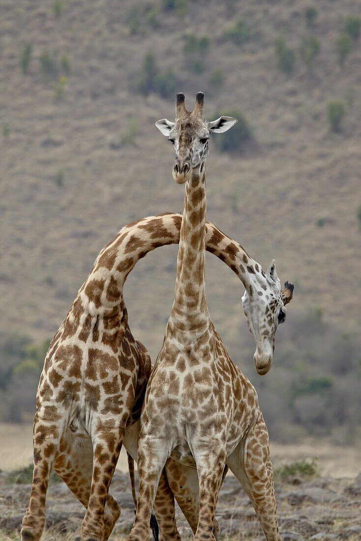 Two male Masai Giraffe (Giraffa camelopardalis tippelskirchi) sparring, Masai Mara National Reserve, Kenya, East Africa, Africa