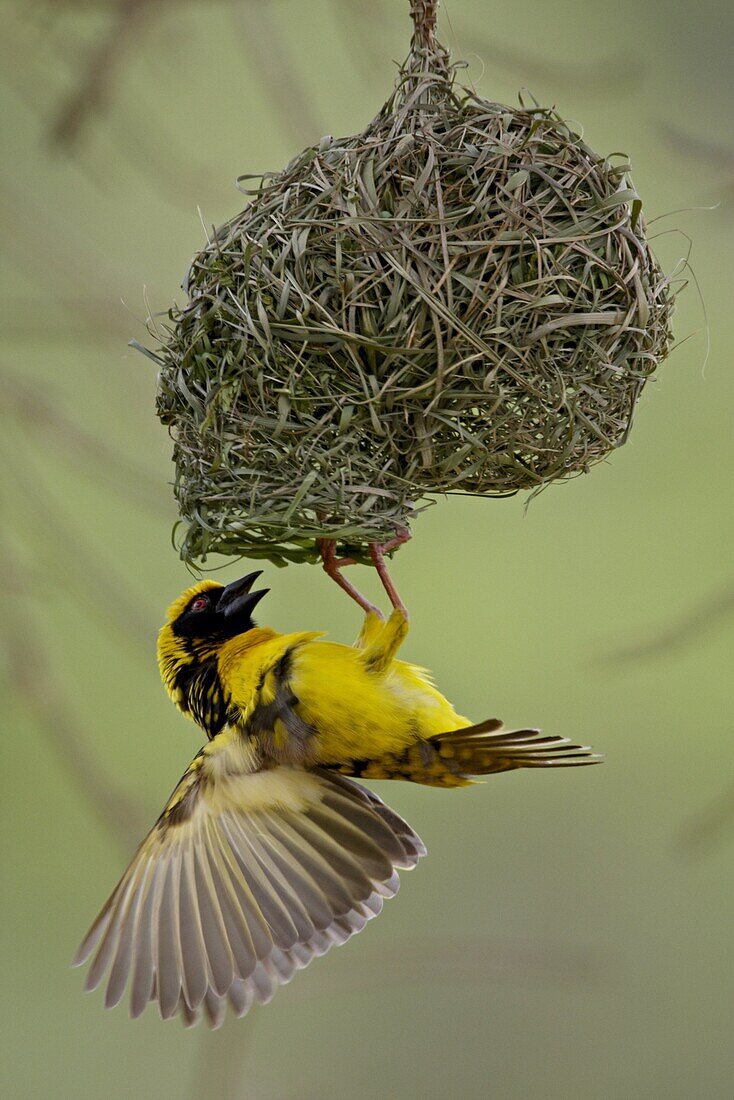 Male Spotted-backed weaver (Village weaver) (Ploceus cucullatus) building a nest, Hluhluwe Game Reserve, South Africa, Africa