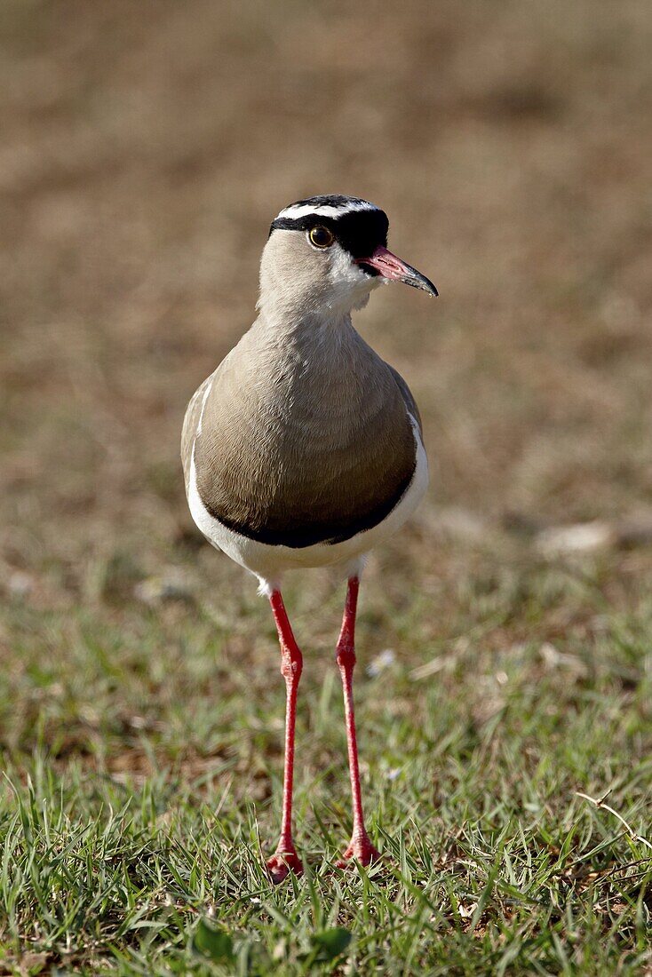 Crowned Plover (Crowned Lapwing) (Vanellus coronatus), Addo Elephant National Park, South Africa, Africa