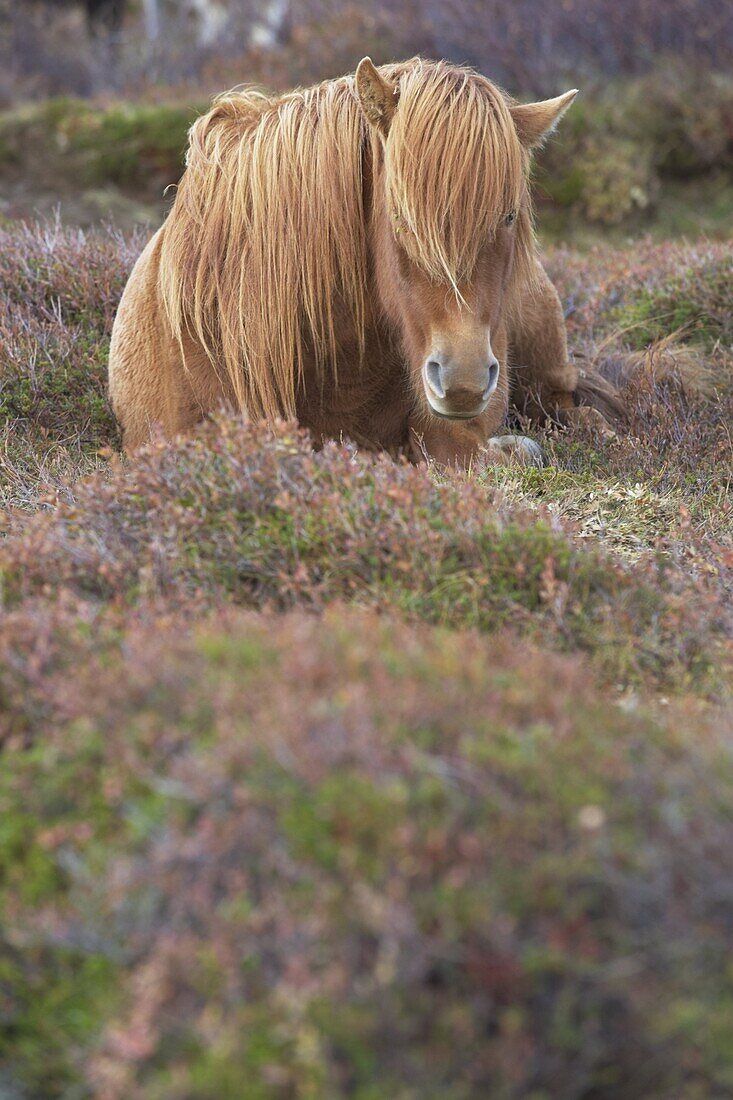 Icelandic horses near Hrisar (Hvammsfordur), West Iceland, Iceland, Polar Regions