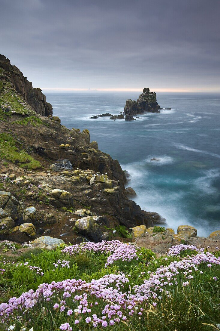 Thrift growing on the cliffs of Land's End, looking towards the Armed Knight rock stack, Cornwall, England, United Kingdom, Europe