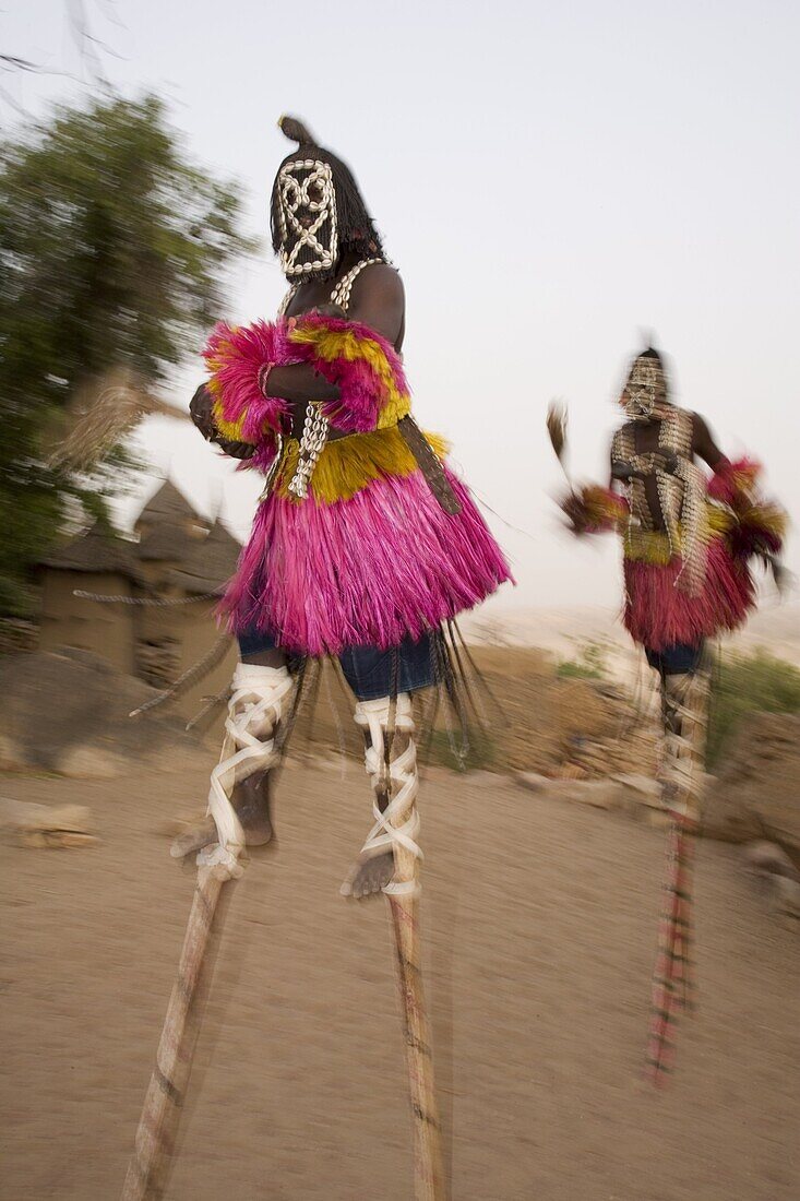 Masked ceremonial Dogon dancers on stilts near Sangha, Bandiagara escarpment, Dogon area, Mali, West Africa, Africa