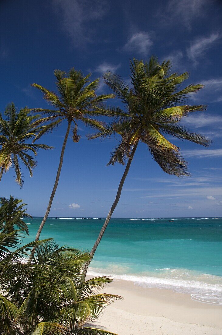 Palm trees and surf at Bottom Bay on the east coast of Barbados, Windward Islands, West Indies, Caribbean, Central America