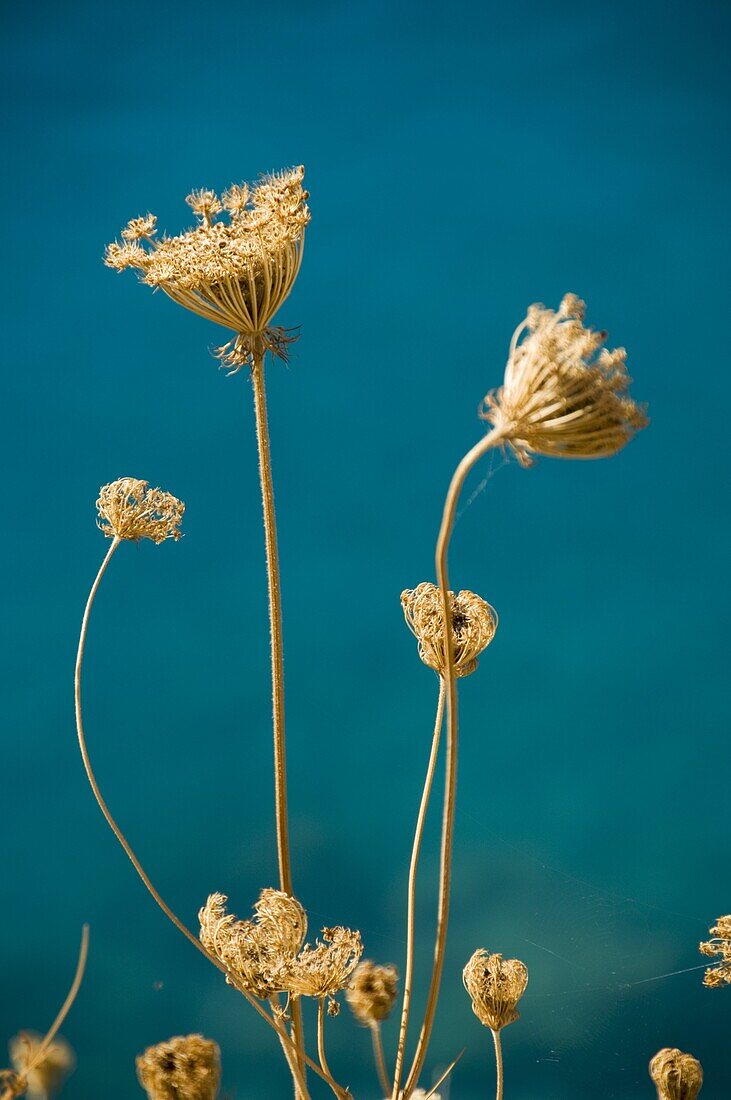 Seed heads, Assos, Kefalonia (Cephalonia), Greece, Europe