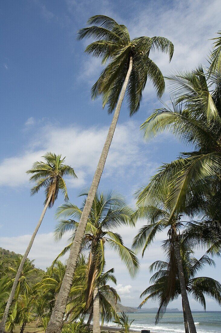 Palm Trees on beach at Punta Islita Nicoya Pennisula, Pacific Coast, Costa Rica