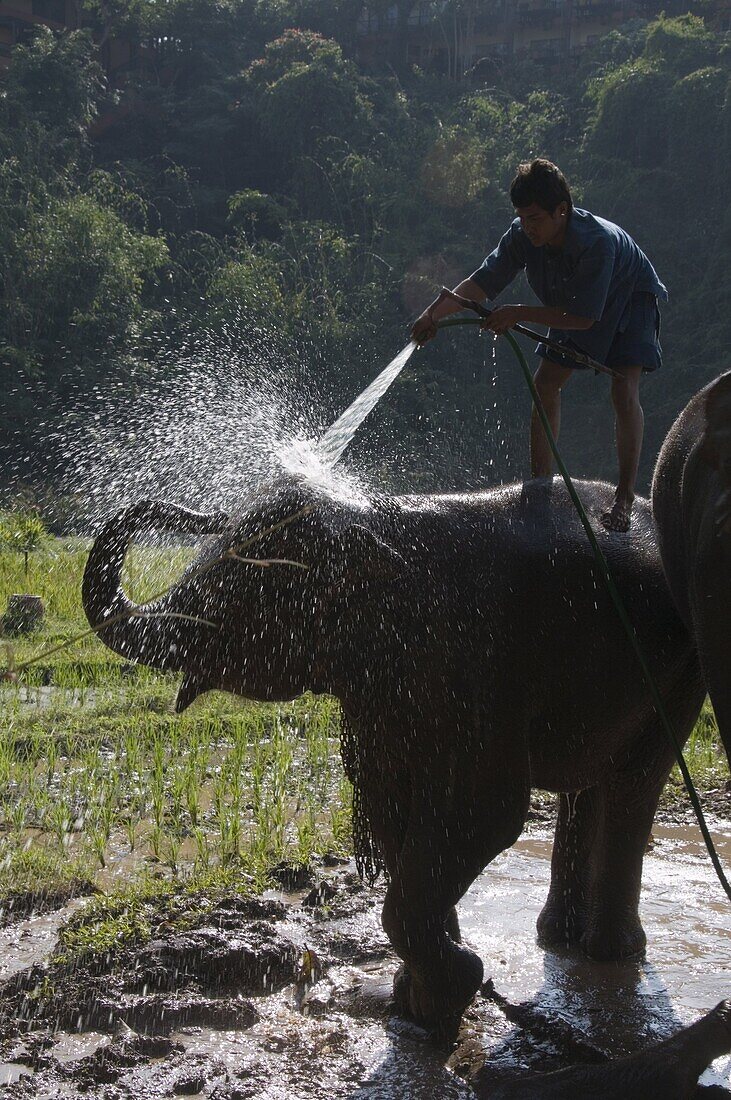 Tourists and elephants at the Anantara Golden Triangle Resort, Sop Ruak, Golden Triangle, Thailand, Southeast Asia, Asia