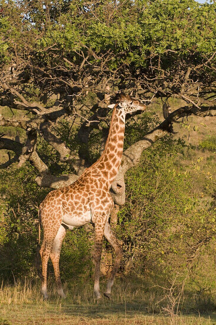 Masai giraffe (Giraffa camelopardalis), Masai Mara National Reserve, Kenya, East Africa, Africa