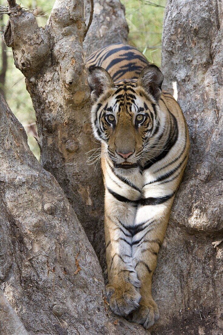 Indian tiger (Bengal tiger) (Panthera tigris tigris), Bandhavgarh National Park, Madhya Pradesh state, India, Asia