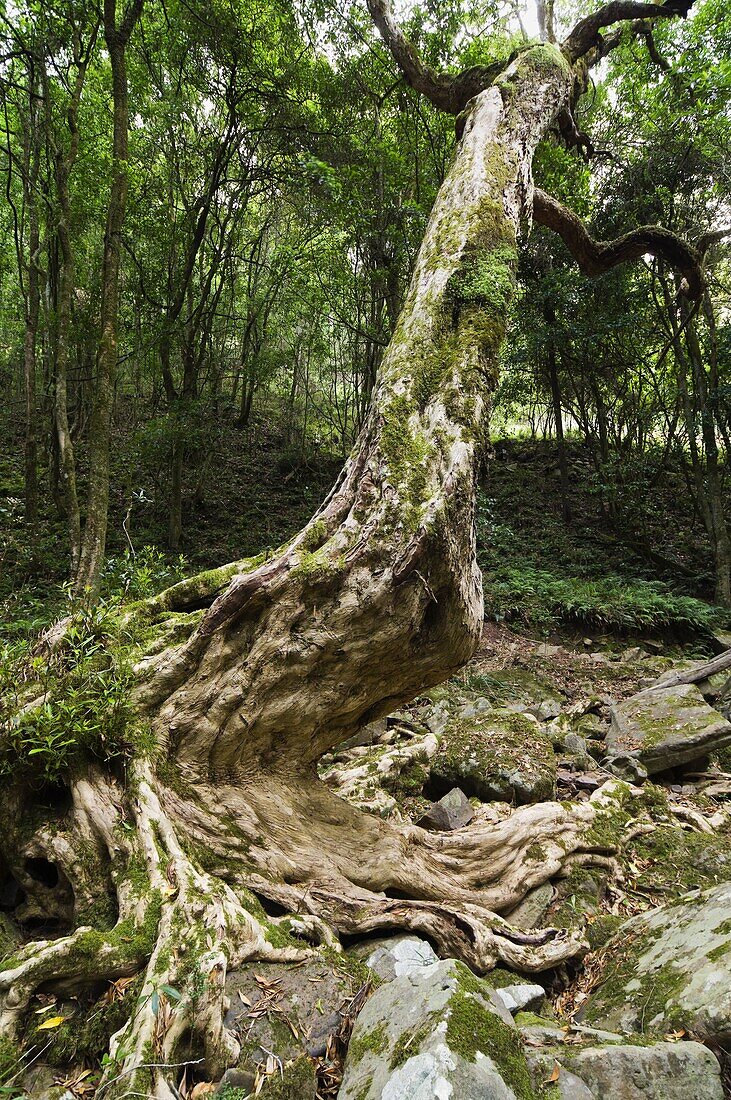 Kanooka tree (water gum), Den of Nagun, Mitchell River National Park, Victoria, Australia, Pacific