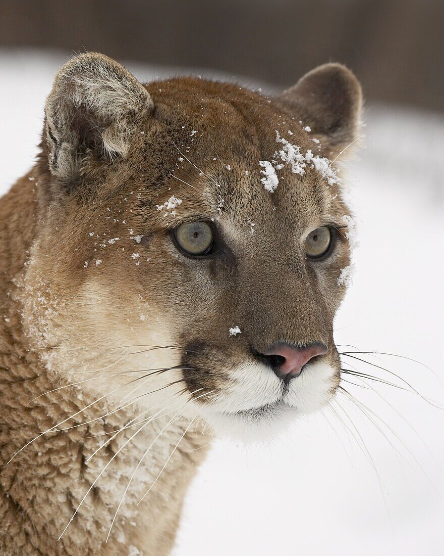 Mountain lion or cougar (Felis concolor) in snow, near Bozeman, Montana, United States of America, North America