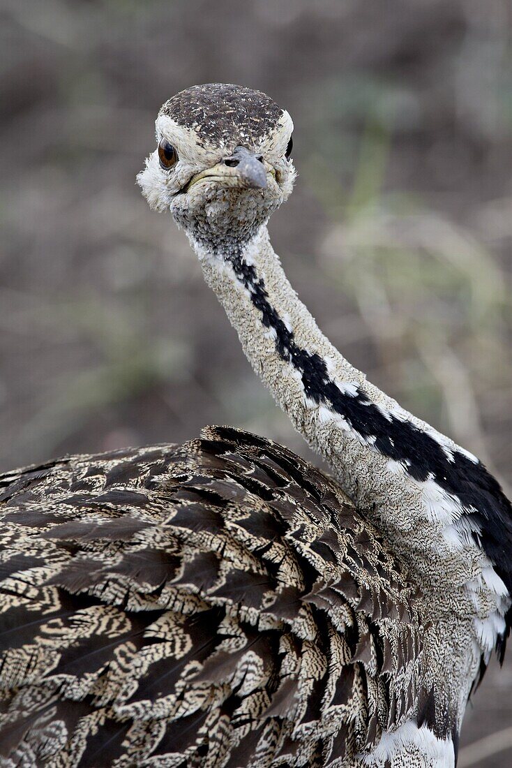 Black-bellied bustard (Black-bellied korhaan) (Eupodotis melanogaster), Masai Mara National Reserve, Kenya, East Africa, Africa