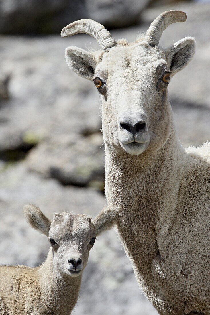 Bighorn sheep (Ovis canadensis) ewe and lamb, Mount Evans, Colorado, United States of America, North America