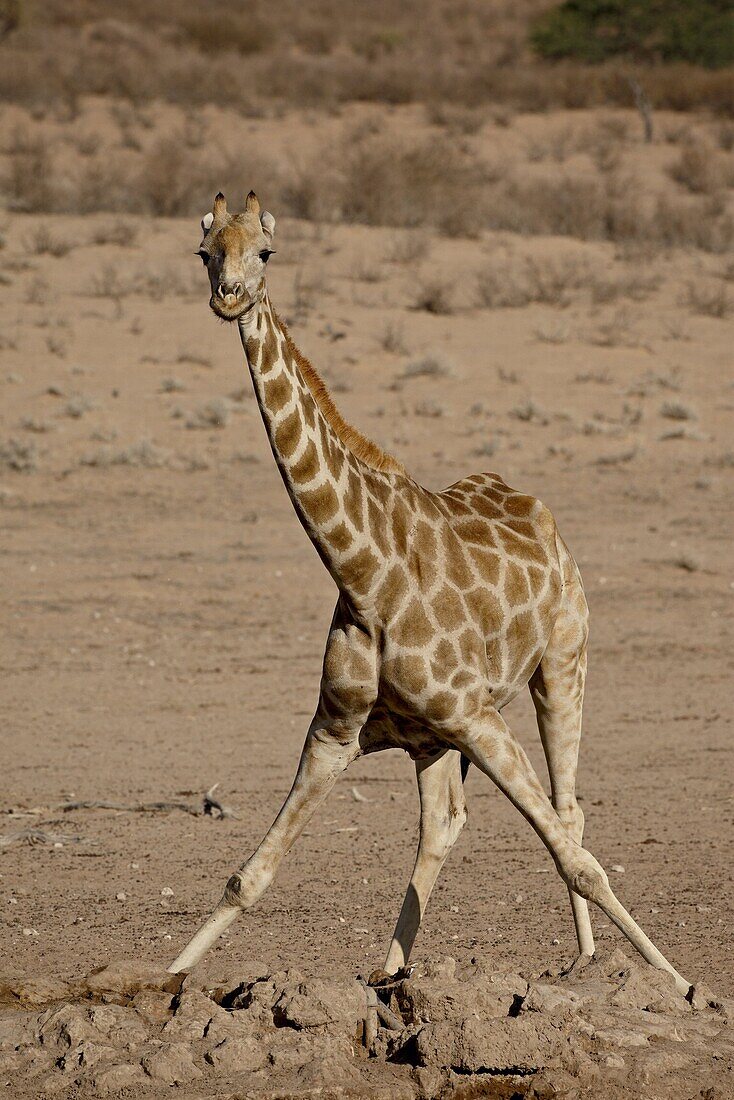 Cape giraffe (Giraffa camelopardalis giraffa) drinking at  water hole, Kgalagadi Transfrontier Park, encompassing the former Kalahari Gemsbok National Park, South Africa, Africa