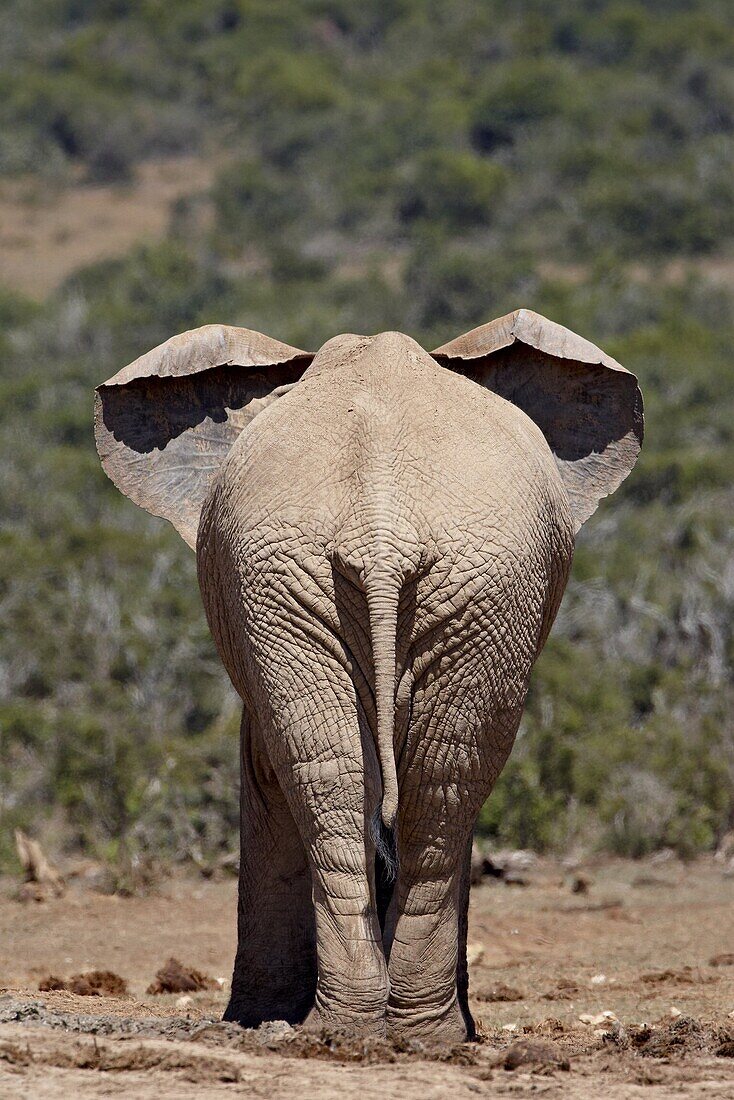African elephant (Loxodonta africana) from behind, Addo Elephant National Park, South Africa, Africa