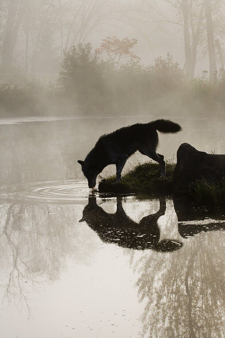 Gray wolf (Canis lupus) drinking in the fog, reflected in the water, in captivity, Sandstone, Minnesota, United States of America, North America