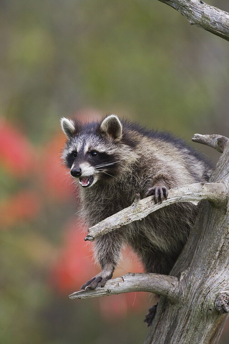 Raccoon (racoon) (Procyon lotor) in a tree with an open mouth, in captivity, Minnesota Wildlife Connection, Minnesota, United States of America, North America