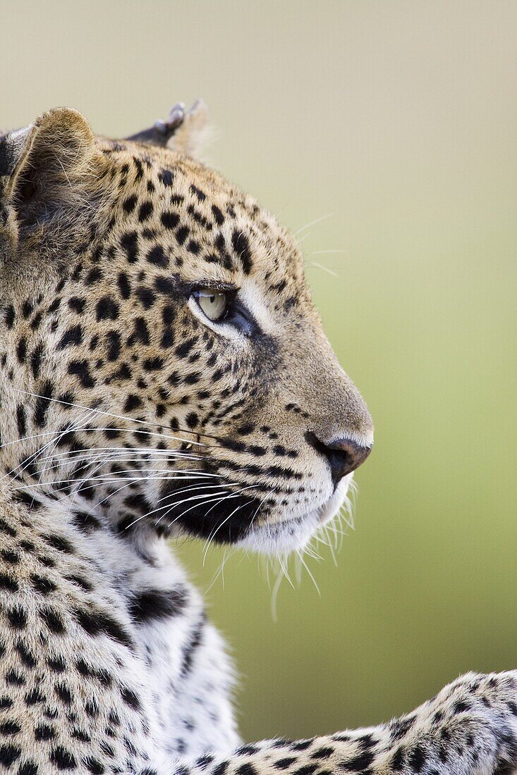Leopard (Panthera pardus), Samburu National Reserve, Kenya, East Africa, Africa