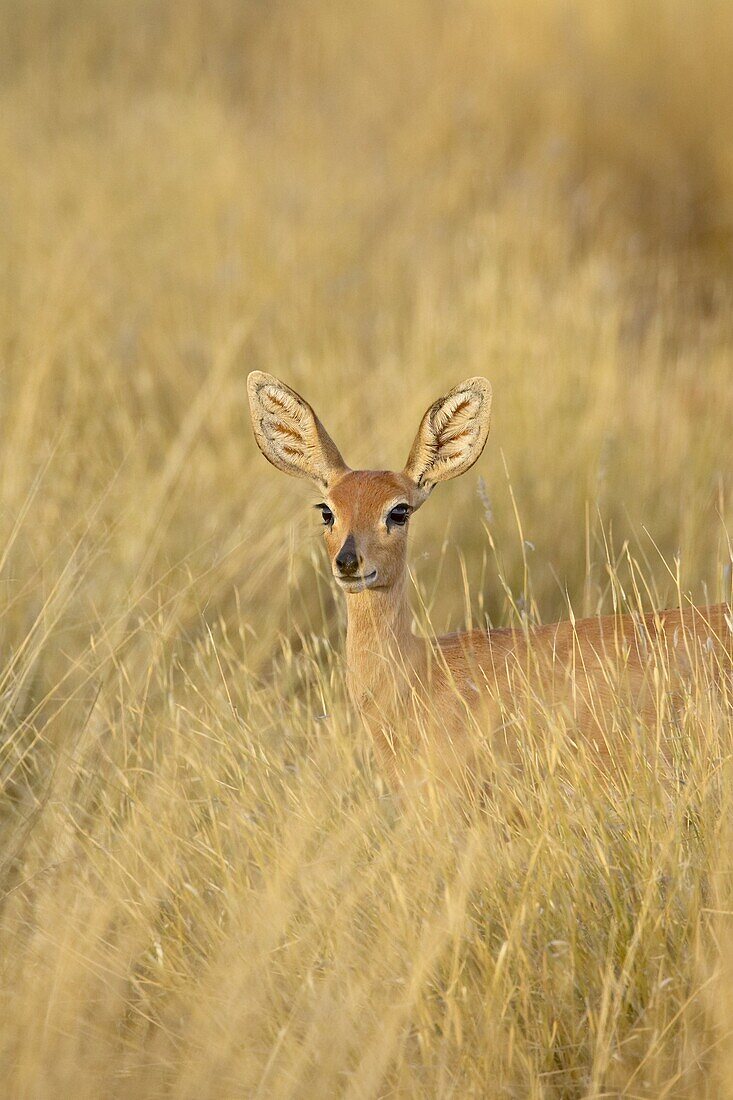 Female steenbok (Raphicerus campestris) in tall grass, Kgalagadi Transfrontier Park, encompassing the former Kalahari Gemsbok National Park, South Africa, Africa