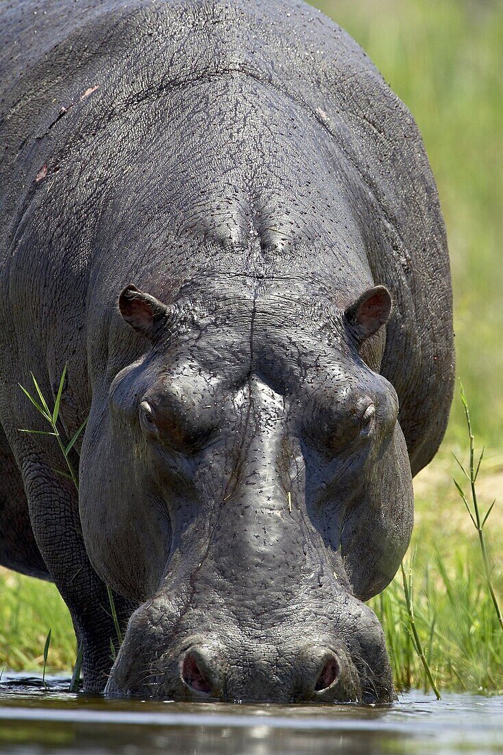 Hippopotamus (Hippopotamus amphibius) drinking, Kruger National Park, South Africa, Africa