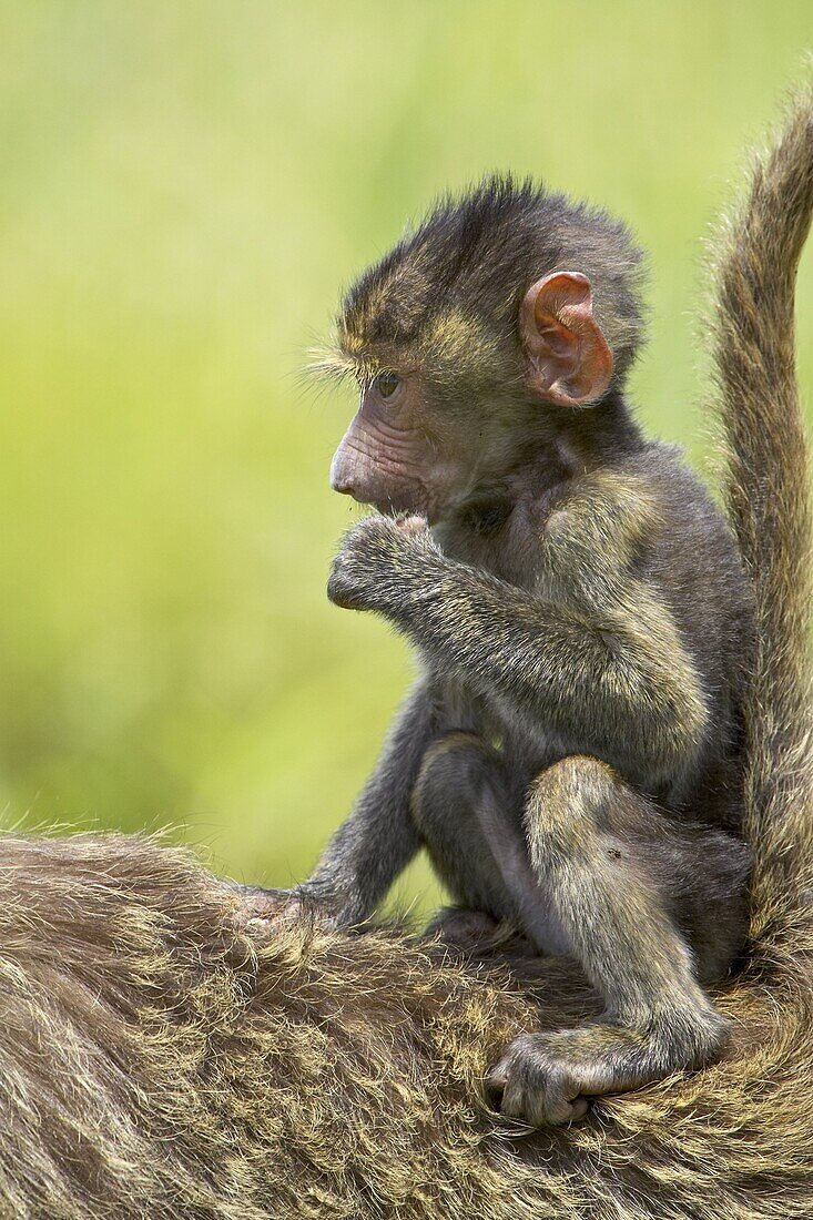 Olive baboon (Papio cynocephalus anubis) infant riding on its mother's back, Serengeti National Park, Tanzania, East Africa, Africa