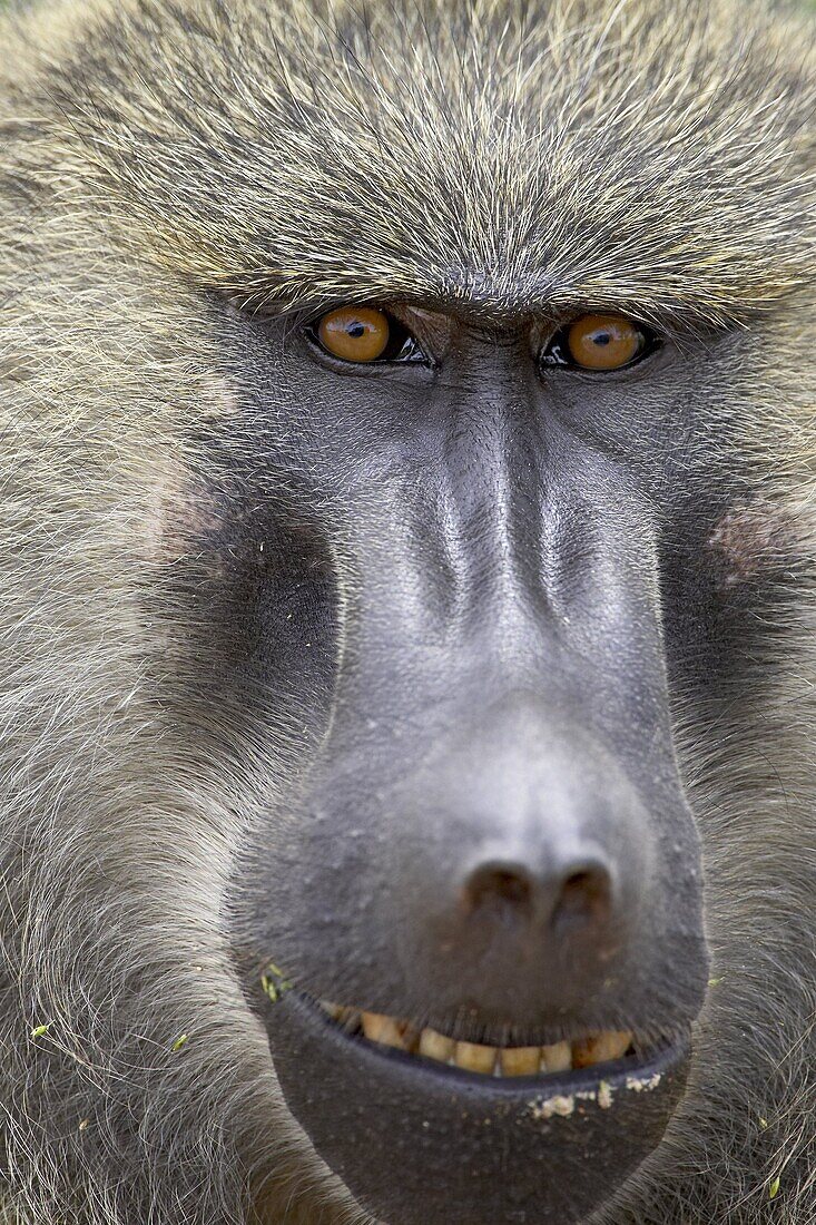 Olive baboon (Papio cynocephalus anubis), Serengeti National Park, Tanzania, East Africa, Africa