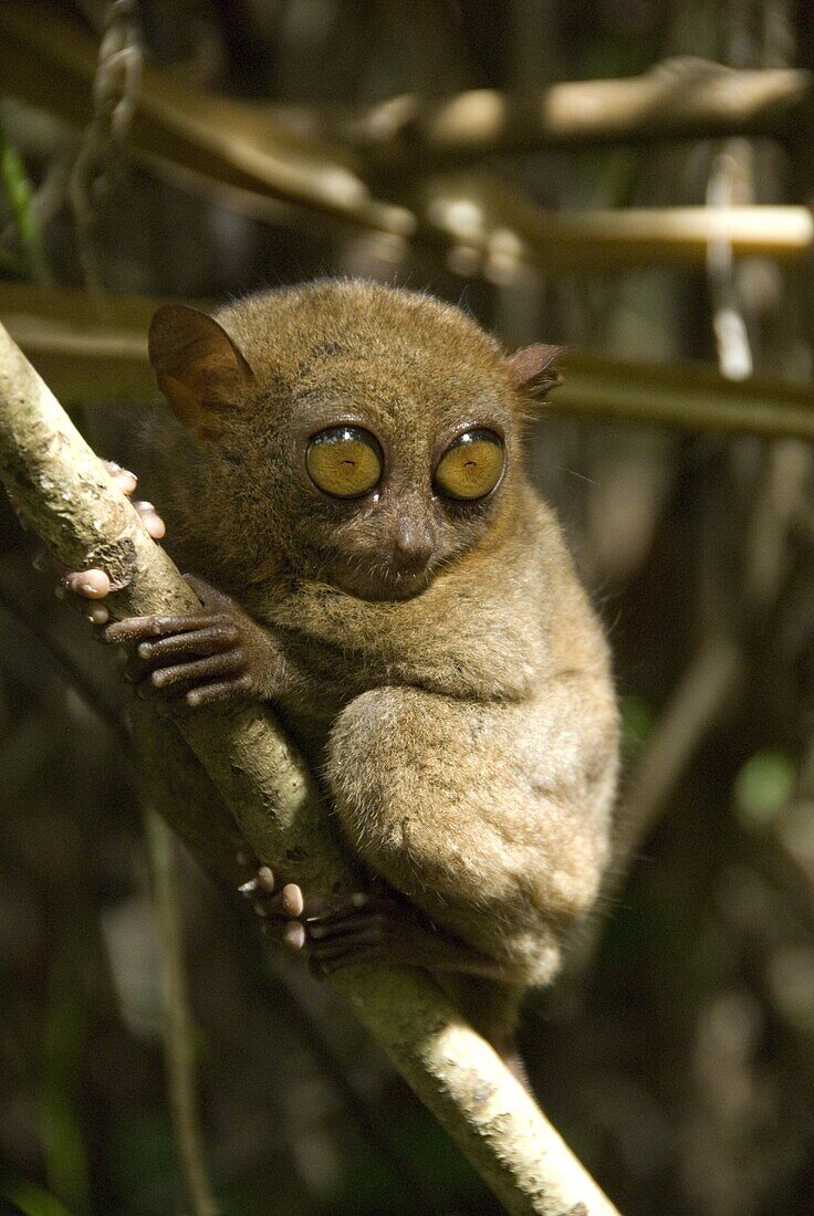 Tarsier fraterculus, the smallest living primate, 130mm (5 ins) tall, Tarsier Sanctuary, Sikatuna, Bohol, Philippines, Southeast Asia, Asia