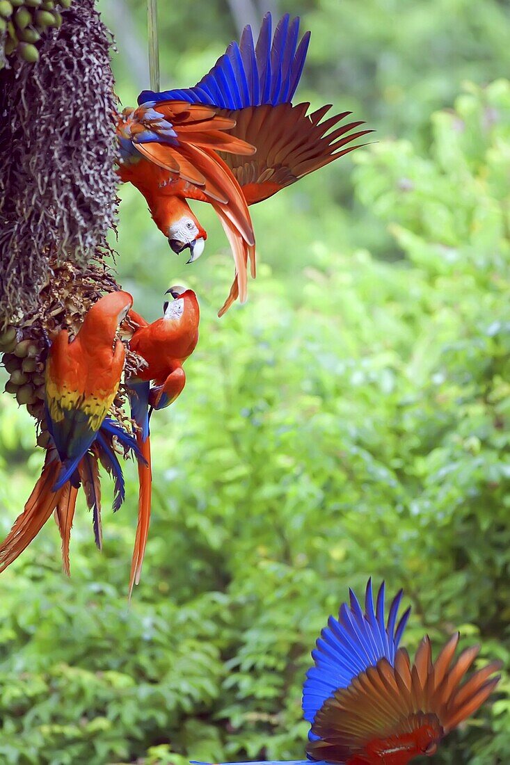 Scarlet Macaws (Ara macao) arguing, Corcovado National Park, Osa Peninsula, Costa Rica, Central America