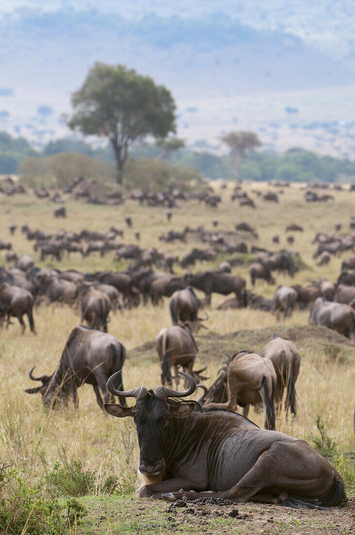 Wildebeest (Connochaetes taurinus), Masai Mara, Kenya, East Africa, Africa