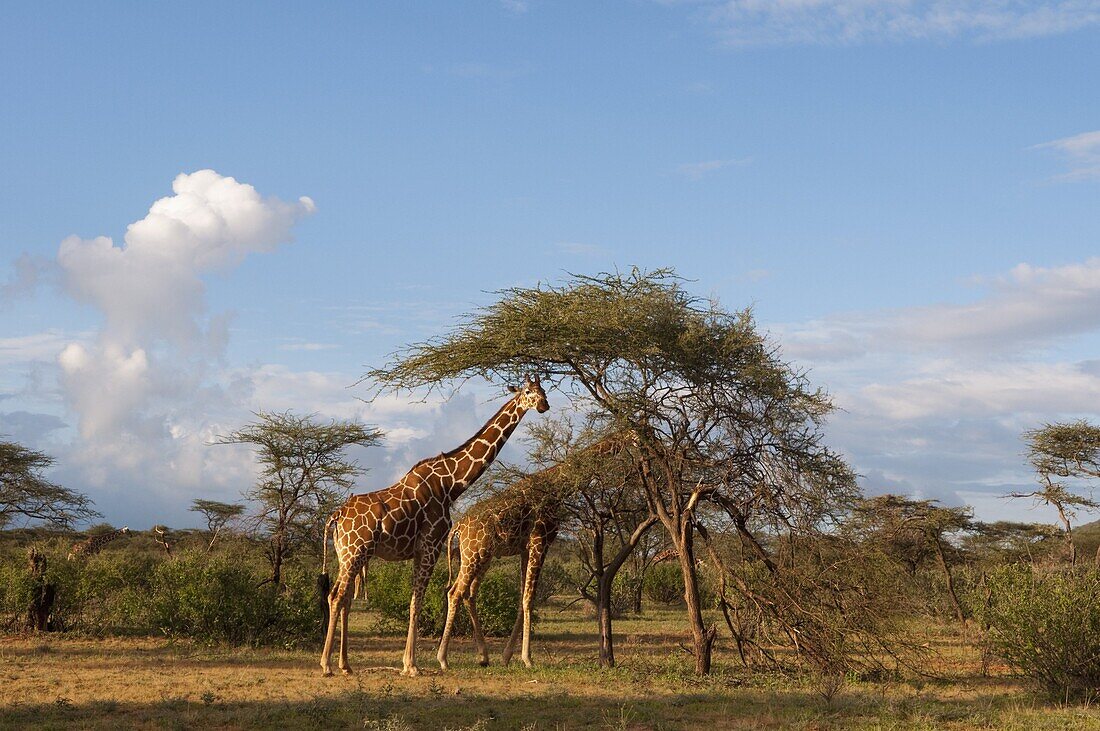 Reticulated Giraffe (Giraffa camelopardalis reticulata), Samburu National Park, Kenya, East Africa, Africa