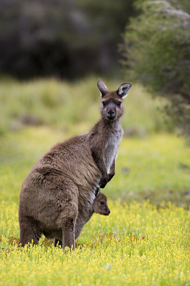 Kangaroo Island grey kangaroo (Macropus fuliginosus), Flinders Chase National Park, Kangaroo Island, South Australia, Australia, Pacific
