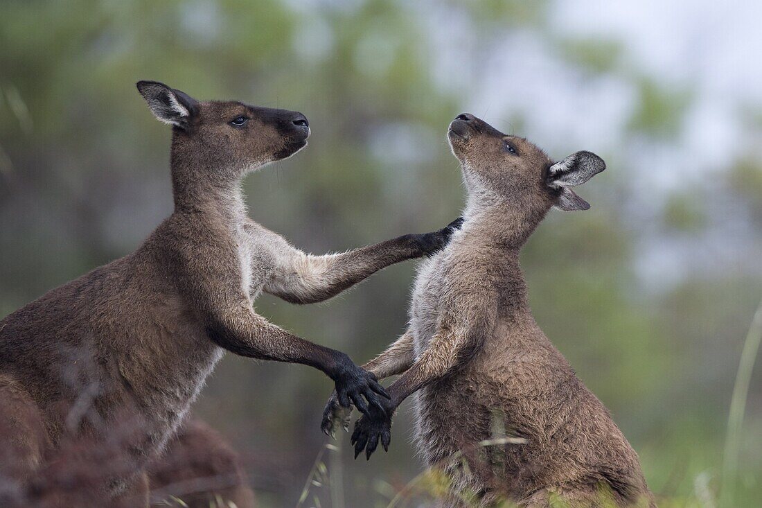 Kangaroo Island grey kangaroos (Macropus fuliginosus), Lathami Conservation Park, Kangaroo Island, South Australia, Australia, Pacific