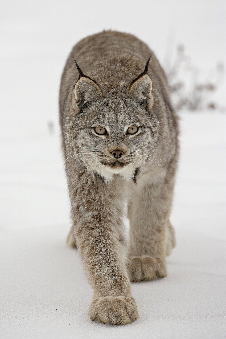 Canadian Lynx (Lynx canadensis) in snow in captivity, near Bozeman, Montana, United States of America, North America