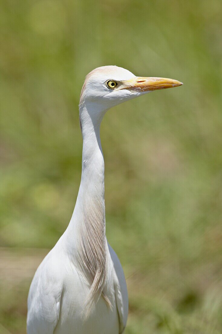 Cattle Egret (Bubulcus ibis), Kruger National Park, South Africa, Africa