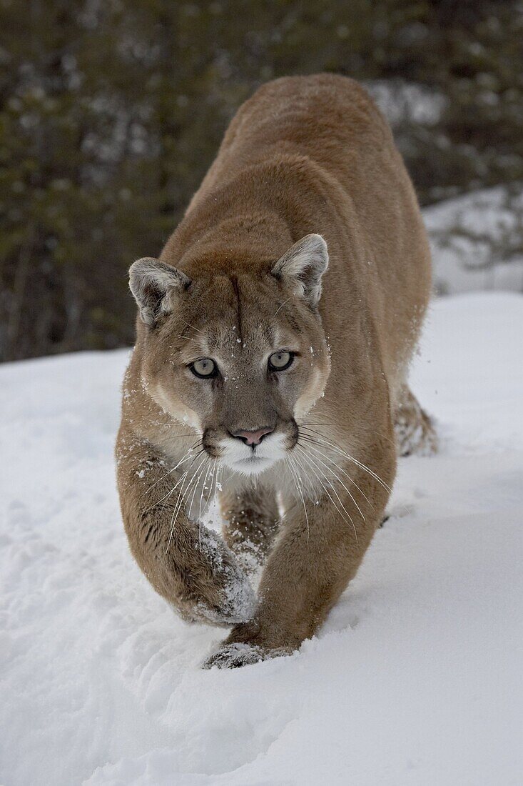 Mountain Lion (Cougar) (Felis concolor) in snow in captivity, near Bozeman, Montana, United States of America, North America