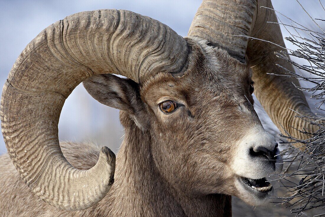 Bighorn Sheep (Ovis canadensis) ram feeding, Yellowstone National Park, Wyoming, United States of America, North America