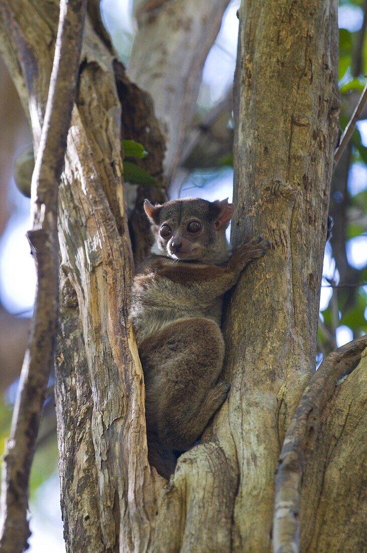 Microcebus ravelobensis (Golden-brown Mouse Lemur), Ankarafantsika National Park, Madagascar, Africa