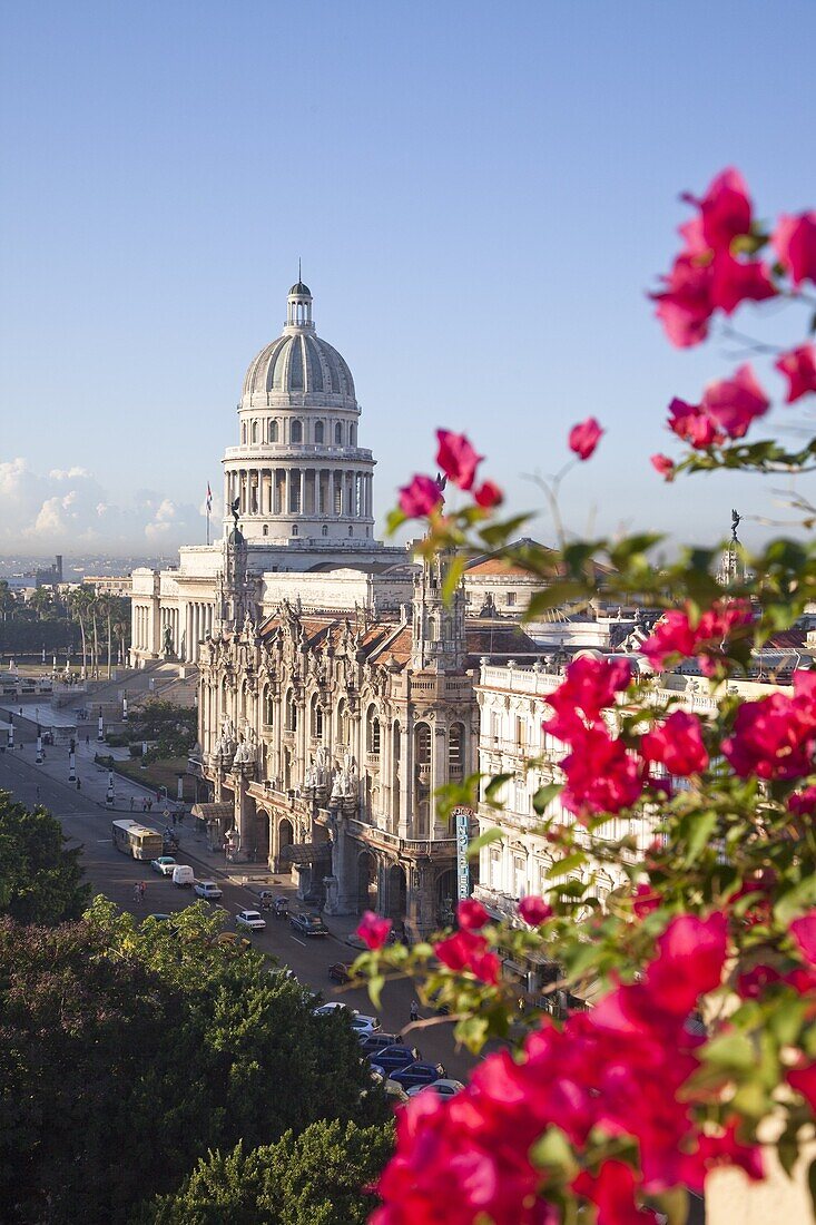 Bougainvillea flowers in front of The Capitolio building, Havana, Cuba, West Indies, Central America