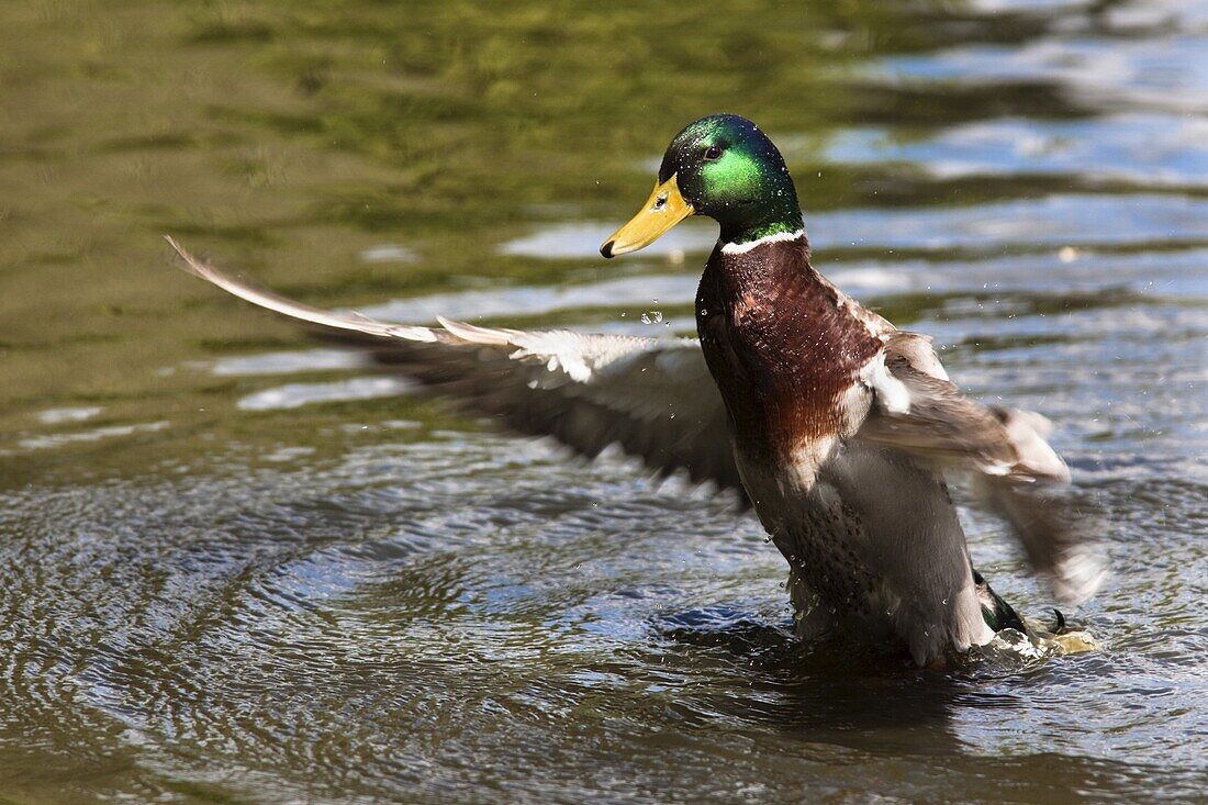 Mallard drake (Anas platyrhynchos), stretching wings, Martin Mere Wildfowl and Wetlands Trust Reserve, Burscough, Lancashire, England, United Kingdom, Europe