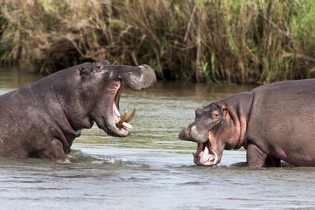 Hippo (Hippopotamus amphibius), fighting, Kruger National park, Mpumalanga, South Africa, Africa