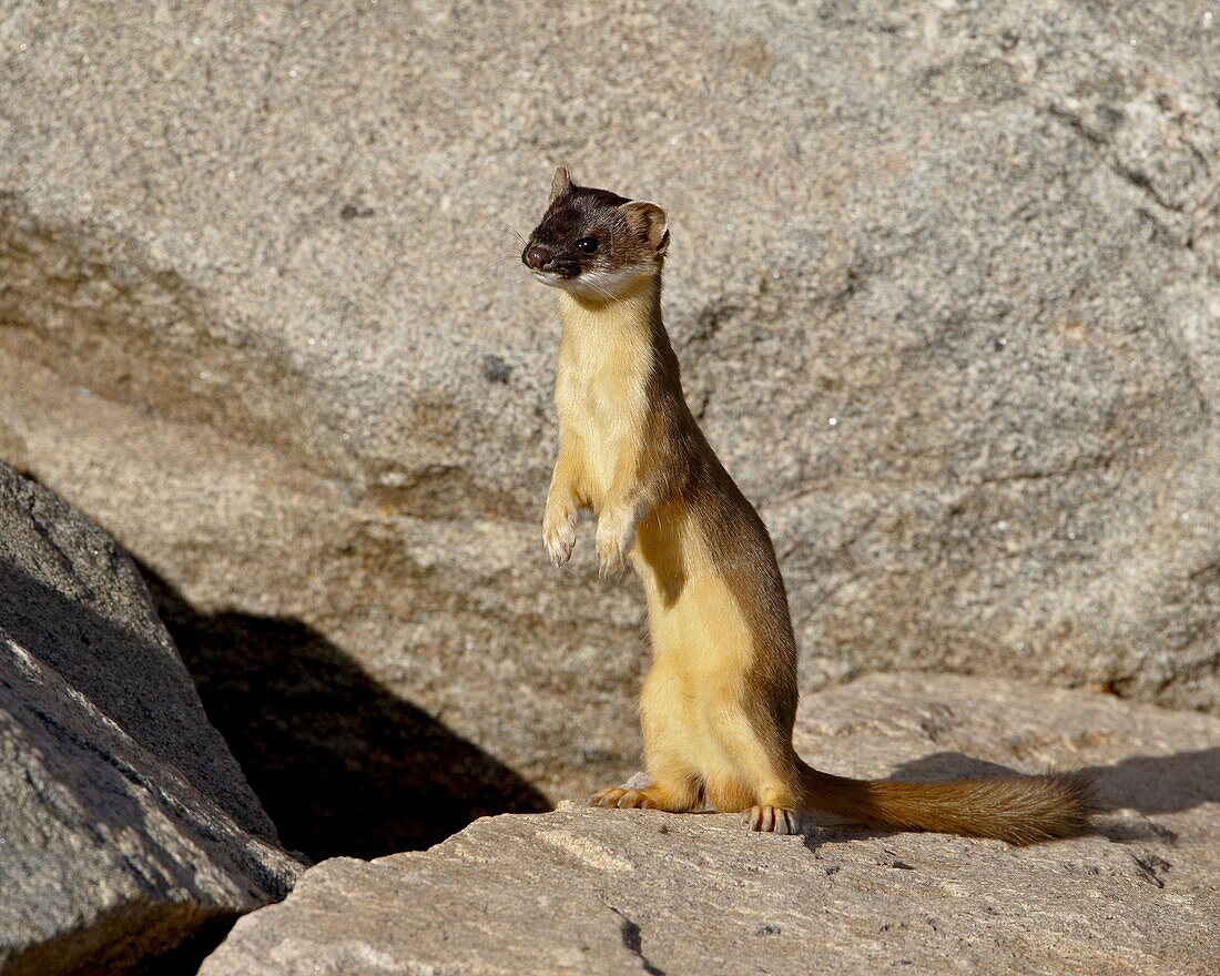 Stoat (Short-tailed weasel) (Mustela erminea), Mount Evans, Colorado, United States of America, North America
