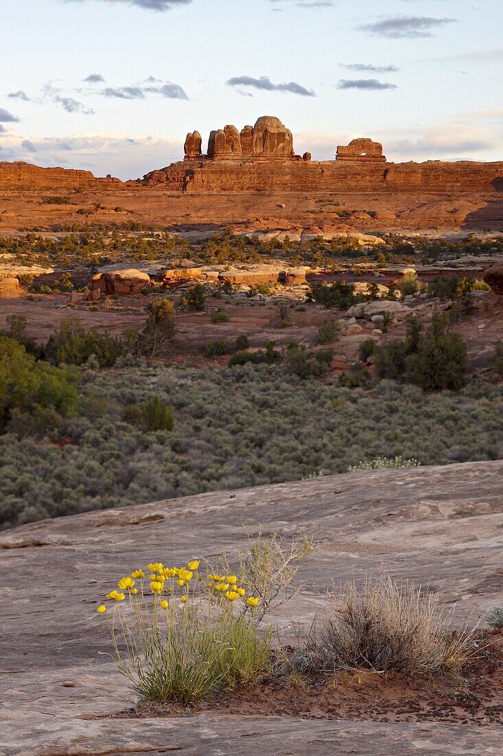 The Wooden Shoe rock formation and stemless woollybase (Hymenoxys acaulis) at sunset, The Needles District, Canyonlands National Park, Utah, United States of America, North America